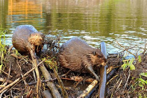 Dam Beavers Betfair